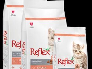 Reflex kitten